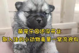 萌宠乐园还没营业，就入住了一窝小流浪狗视频封面