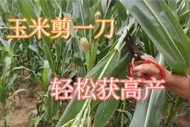 玉米这样剪一刀，高产棒大不秃尖比施肥都管用，方法简单一看就会