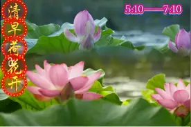 早晨荷花开放的全过程，120分钟变速为120、60、20秒的不同效果。视频封面