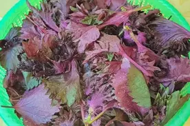 紫苏泡水喝确实好处多多、它含有蛋白质维生素胡萝卜素和矿物质视频封面