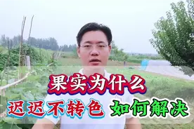 果实为什么迟迟不转色，果实转色增甜剂黄金配方！视频封面