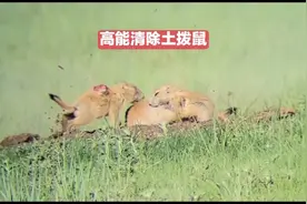 国外牧场土拨鼠泛滥成灾，农场主不计成本用大口径武器高能清除！