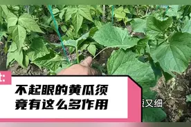 黄瓜上面的瓜须可不要小瞧，是摘是留差别太大，多数人都忽视