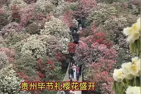 贵州毕节樱花盛开视频封面