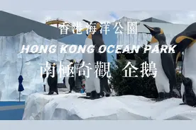 南極奇觀#香港海洋公園南極奇觀#世界最小的企鵝视频封面