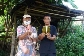 光棍生活，一只甲鱼一只土鸡，一起下锅炖，香气四溢，两人吃爽了视频封面