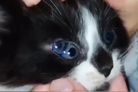 我的猫三只眼睛视频封面