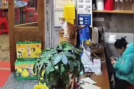 老板本以为收养了只流浪猫，哪知竟然是招财猫视频封面