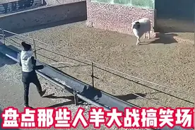 盘点人羊大战搞笑场面，大战一触即发，今晚准备涮羊肉视频封面