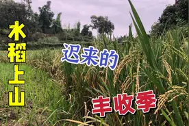 水稻上山118天后，旱地和水田差距很明显，50年老农民也愣住了视频封面