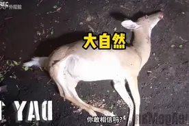 尘归尘，土归土视频封面