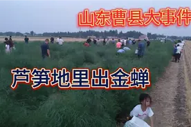 山东曹县，芦笋地里捉金蝉，人山人海种植效益惊人视频封面
