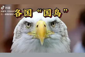各国的“国鸟”是什么？中国的呢？（唱歌科普）