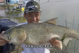 老板娘给了两包饵料，找了个野河钓鲢鳙，下杆没一会就连杆上鱼了视频封面