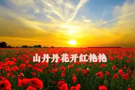 阳光洒满大地，花儿绽放如诗。视频封面