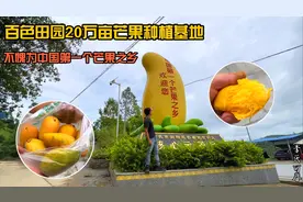 余哥带我们参观田阳20万亩芒果地，品尝新鲜芒果，还安排房间入住视频封面