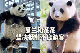 北京动物园又被不良游客光顾，萌兰和花花抵制这种伤害国宝的人！视频封面