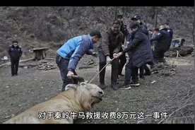 你怎么看秦岭牛马救援队收费8万元这件事？视频封面