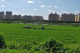 山东乐陵铁营洼镇杨桥之马颊河左岸，绿草如茵，蓝天如画。视频封面