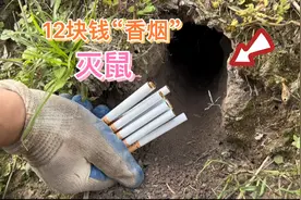 小伙拿“12块钱香烟”驱鼠，点燃后烟味十足，一炮干掉5只祸害视频封面