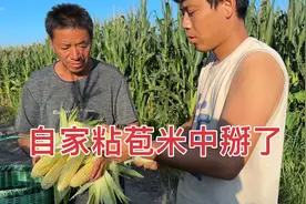 东北老爸种的粘苞米中掰了，一宁用锅蒸，全家人品尝味道不错视频封面