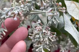 听说过饭花吗？据说煮水后，捞出，然后用水煮饭治胃炎，去寒功效视频封面