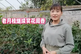 八月桂谢幕，四季桂闪亮登场，老月桂属于四季桂花魁，一定要认识视频封面