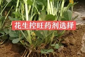 花生选择控旺药有讲究，多效唑和烯效唑效果都虽不错，但不能乱用