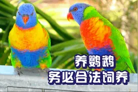 养鹦鹉务必合法饲养，盘点7种国内合法饲养的鹦鹉视频封面