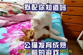 公猫有拟配这个过程，大家只知道闹猫，发情，很少听说过拟配这词视频封面