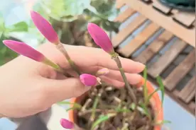 风雨兰开花小秘诀，做好了，花量翻倍视频封面