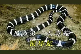 你知道为什么银环蛇是亚洲第一大毒蛇吗？视频封面