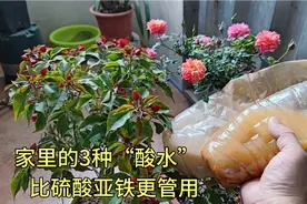 生活中的3种“酸水”，比硫酸亚铁更管用，花长得旺开花更多。视频封面