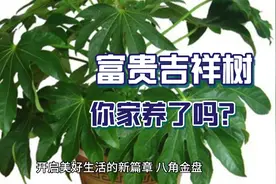“客厅有树，十有九富”，6种吉祥树，为了好兆头也要养一盆！视频封面