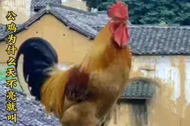 公鸡为什么天不亮就叫！