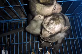 猴哥手欠摸老鼠夹，这回手指伤得不轻，自己舌头舔伤口消消毒。视频封面
