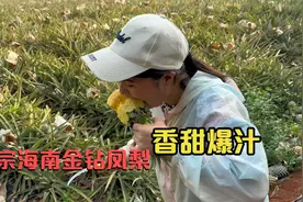 小九第一次吃到正宗的海南金钻凤梨，入口香甜爆汁，直接爱不释口视频封面