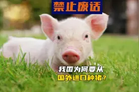禁止废话，我国为什么要从国外进口种猪？视频封面