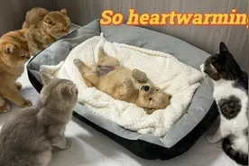 听到金毛狗狗哭泣的声音，小猫咪们都赶来安慰它