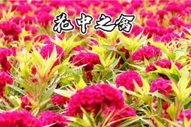 花中之禽——鸡冠花，不仅可以食用，而且是女性健康守护神。