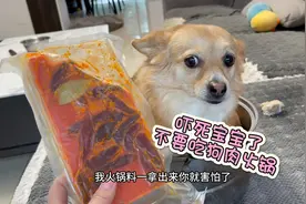 主人把狗狗放锅里炖狗肉，一看主人拿出火锅料，狗狗吓得魂都没了