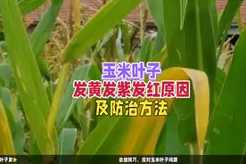 玉米叶子发黄发紫怎么办？教你四招，让你种的玉米健康生长视频封面