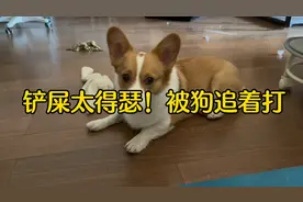 千万不能被一只天真无邪的柯基欺骗了，跟不能当着狗的面干这事