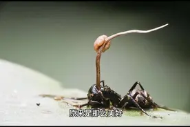 我喜欢你，来自左肩，靠近心脏。