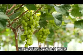 优美句子摘抄视频封面