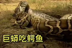 巨蟒与蛇，是自然界中的两种极端生物视频封面