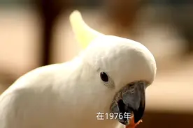 1976年1月的应该属兔还是属龙视频封面