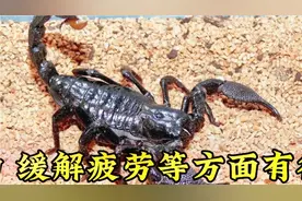蝎子的作用与功效