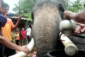 1-人们果断割掉大象的牙齿，却是为了帮它“保命”！-1080