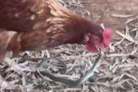 鸡你太狠，蛇都没死透竟然直接吞，蛇不被啄死也被闷死